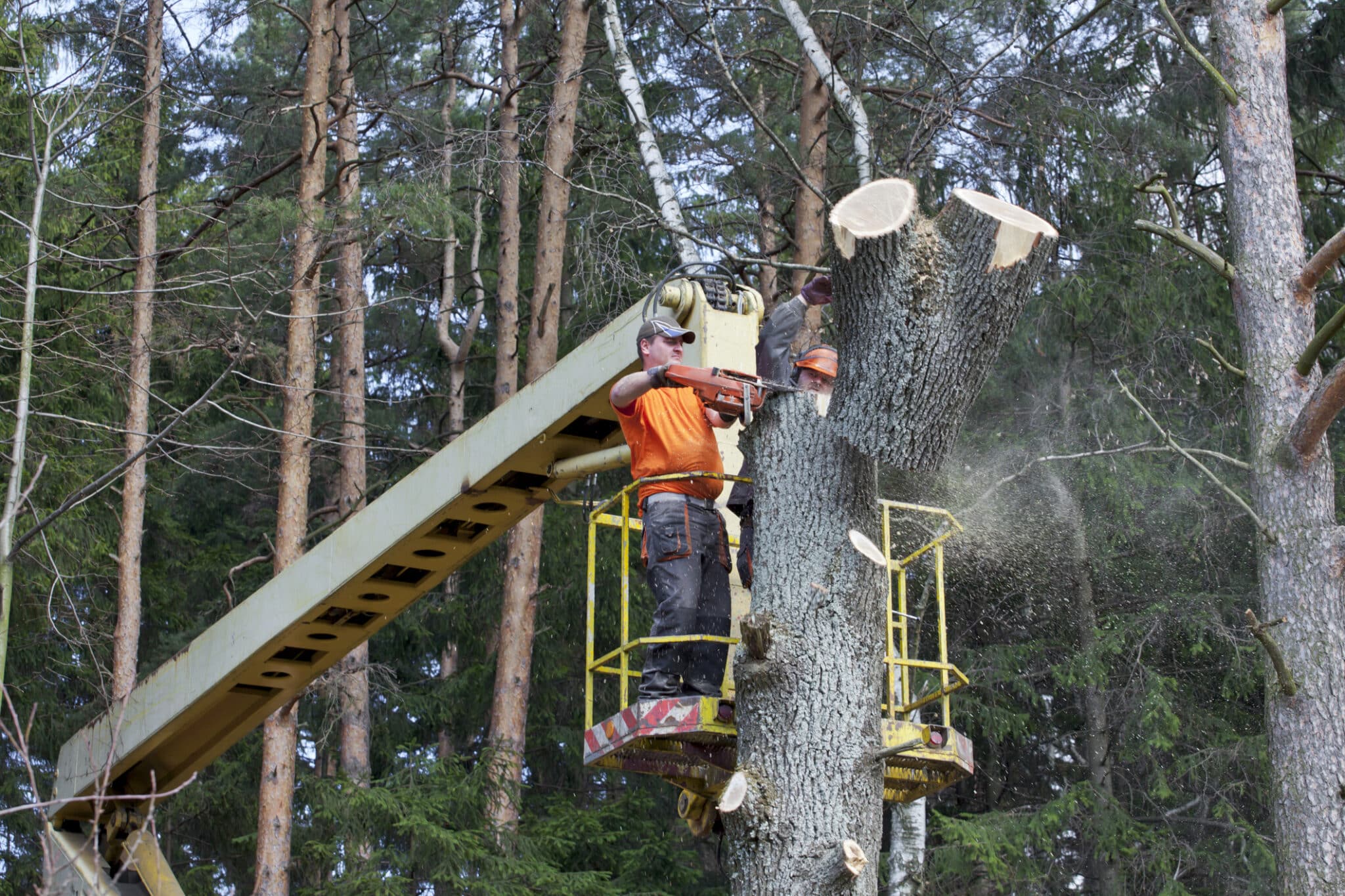Two lumberjacks cut down a tree on the platform