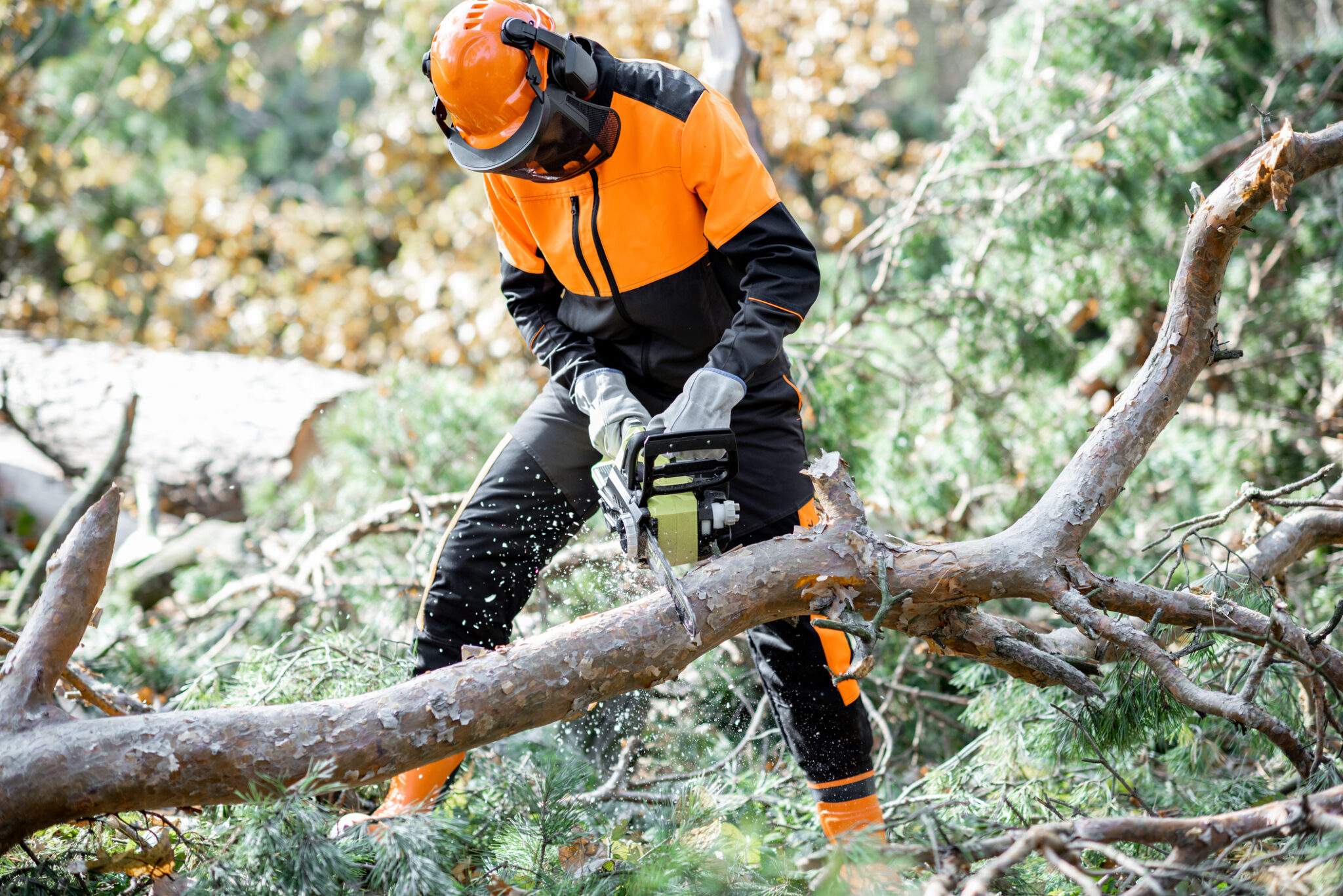Lumberman working in the forest